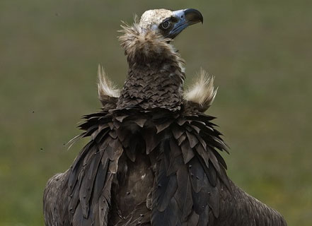 Andalucía comparte con Portugal el conocimiento alcanzado en la conservación del buitre negro