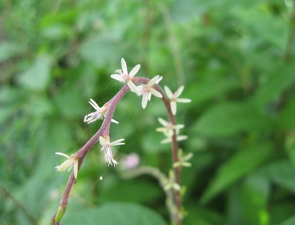 Prueban medicamento vegetal contra el cáncer