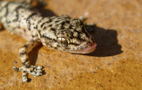 Crean refugios artificiales para salvar a los reptiles de Doñana