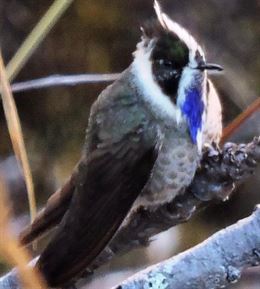 El colibrí Barbudito Azul que se creía extinguido hace 69 años está ‘vivito y coleando’
