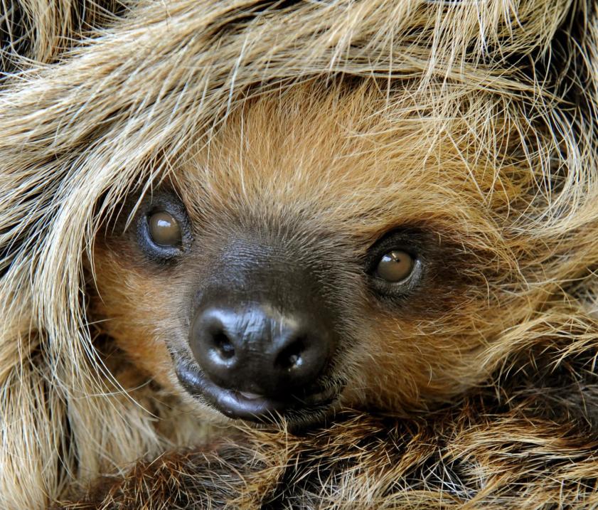 Los perezosos: los animales que viven lentamente y de cabeza