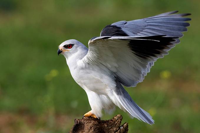Presencia de aves de origen africano en el sur de España