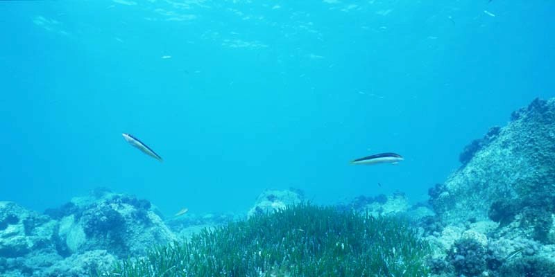 Objetivos ambientales de las estrategias marinas españolas