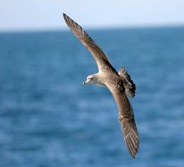 Colaboración ciudadana para evitar el deslumbramiento de los pollos de pardela cenicienta en las costas canarias