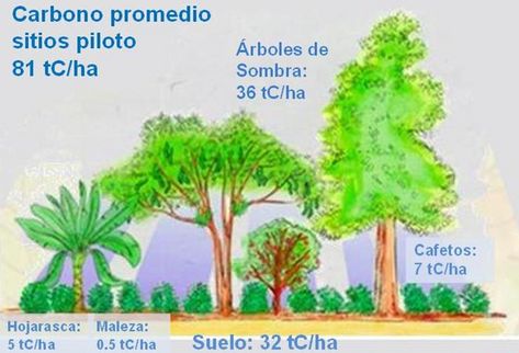 Caficultores mejorarán sus ingresos al cuidar el medio ambiente