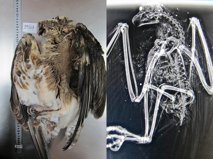 Encuentran un águila pescadora tiroteada cerca del Aeropuerto de Palma