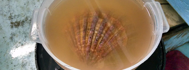 Acuicultura y genómica al rescate de la almeja mano de león en Baja California