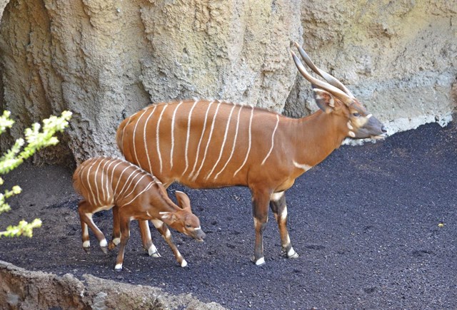 La cría de bongo oriental nacida en Bioparc Valencia cumple un mes