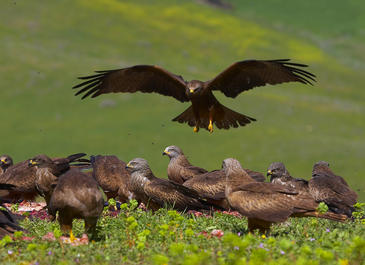 Publicado en ‘PLoS ONE’. Alteración de la distribución de las aves carroñeras migradoras por el cambio del paisaje europeo