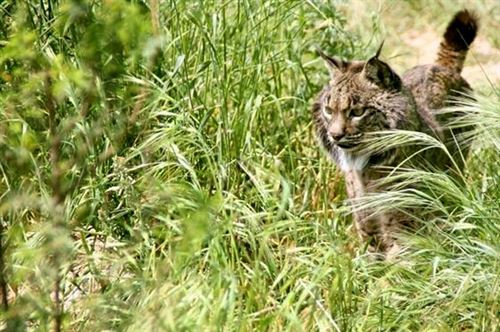 Un cuarto lince ibérico es liberado en el Valle de Guarrizas (Jaén)