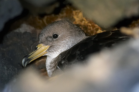 SEO/BirdLife denuncia la caza furtiva de pollos de pardela cenicienta en el islote canario de Alegranza