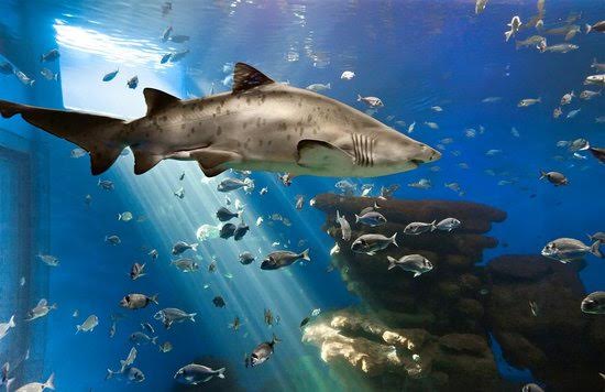 Palma Aquarium y los pescadores renuevan su colaboración para proteger la fauna y flora marina