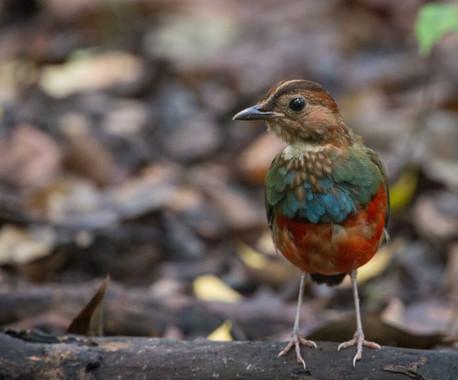 El pájaro más ‘especial’ del planeta