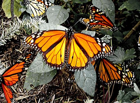 Pueblo con santuario mariposas monarca será reubicado tras devastadora lluvia