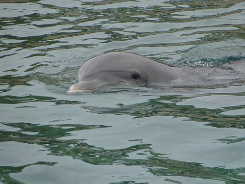 Documental The Cove en Japón matan a 23.000 delfines cada año