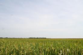 La Unió solicita la inclusión de los arrozales del margen derecho del Xúquer como zona Red Natura 2000