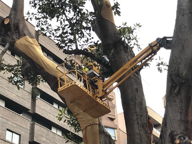 Murcia. Un textil de yute protegerá al ficus de Santo Domingo del sol y de las altas temperaturas