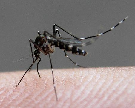 Fuera mosquitos: los repelentes golpean dos veces
