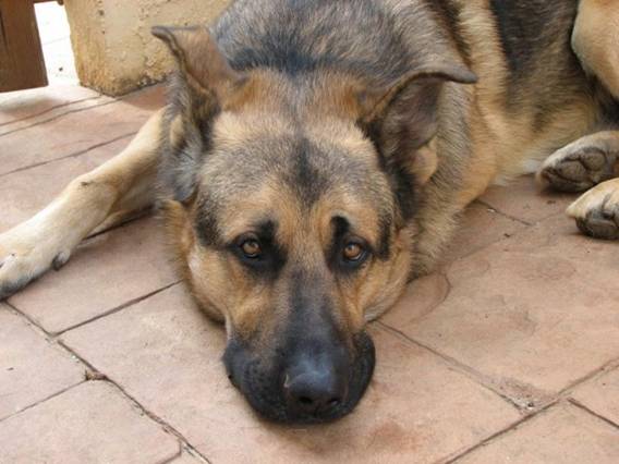 El Refugio se pasa a la política para proteger ‘de forma real’ a los animales abandonados