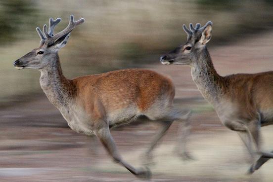 Confirmada la muerte de tres ciervos más en León por lo que la cifra se eleva a 101 animales fallecidos