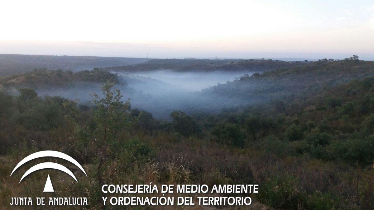 El Infoca da por estabilizado el incendio forestal en Aznalcóllar (Sevilla)