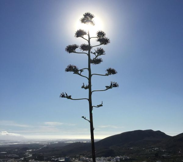 La plataforma Salvemos las Pitas de Almería aboga por su conservación a pesar de ser una especie invasora