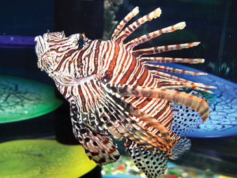 Alertan sobre el pez león en Caribe