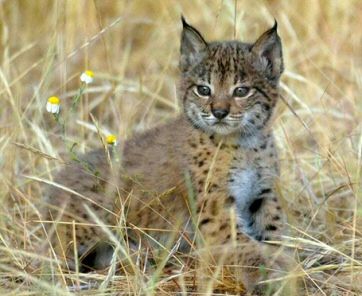 Lince muerto en un arroyo de la Sierra de Andújar (Jaén)