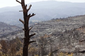 Voluntarios de Andilla y Cortes de Pallás trabajan para restaurar zonas afectadas por los incendios