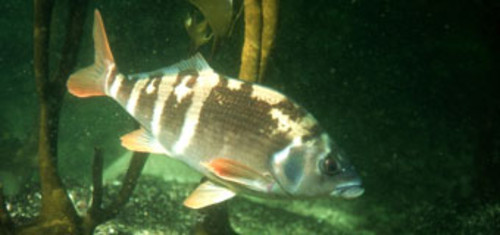 Identifican nuevos centros de biodiversidad en el mundo