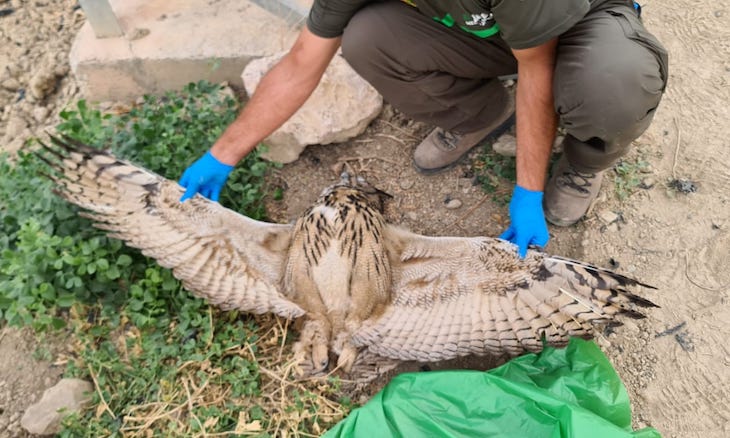No más electrocuciones de búhos reales en Jumilla