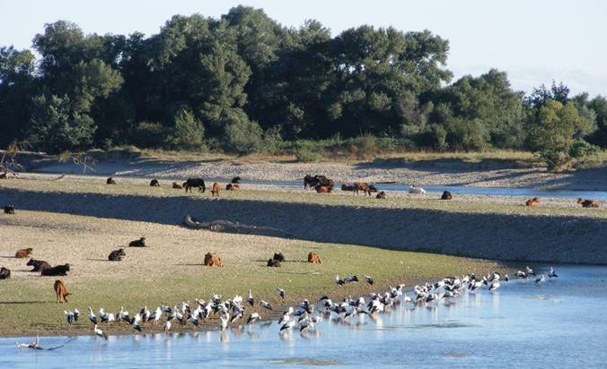 Gestión de la Fauna y Espacios Naturales
