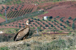 Los ganaderos navarros dispondrán de tres meses para acogerse a la nueva normativa sobre alimentación de aves necrófagas