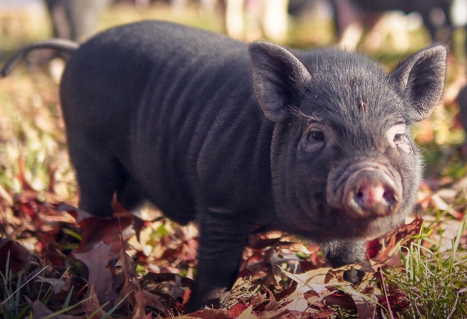 Denuncian a la Fiscalía de Medio Ambiente de Alicante la matanza de cerdos vietnamitas de Benidorm