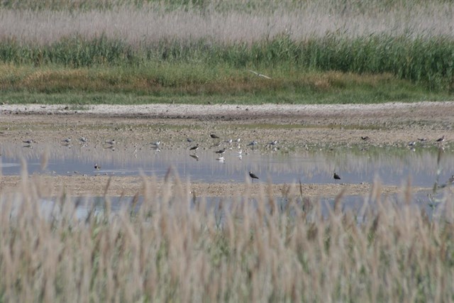 WWF restaurará con especies autóctonas 13 puntos de toda España este domingo en su VII Plantación en Red