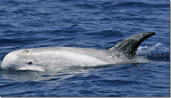 Alicante. Rescatan un delfín gris calderón en aguas de Santa Pola (Alicante) y lo arrastran mar adentro para que siga su camino