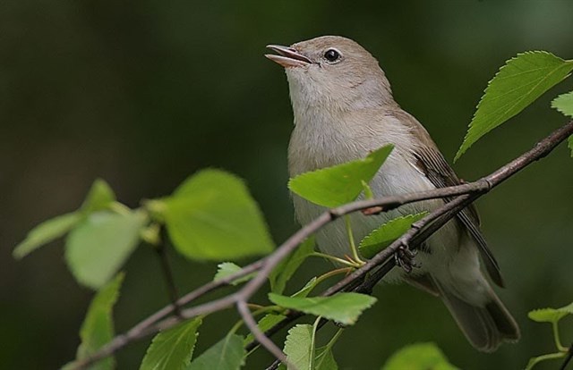 Descubren la hormona que impulsa a continuar el viaje de las aves migratorias tras parar para repostar