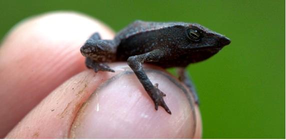 Científicos descubren 3 nuevas ranas de colorido y rareza única en Colombia