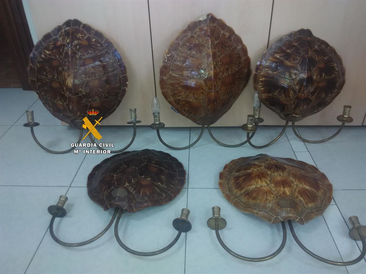 El SEPRONA incauta en Málaga caparazones de tortuga carey y un abrigo de piel de ocelote