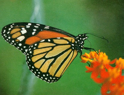 El Parque Agrario del Llobregat reduce la presencia de mariposas con feromonas