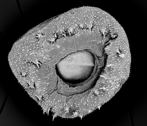 Hallan dos nuevos géneros de plantas: ‘Memoremea’ y ‘Nihon’