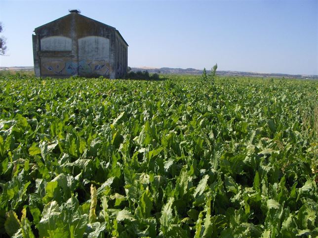 El uso de materia orgánica como el estiércol facilita la absorción de plaguicidas