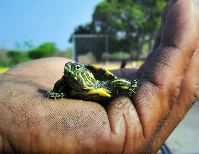 Consumo y comercio ilegal de su carne afectan a la tortuga hicotea