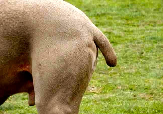 El PP insiste en que se pueda cortar la cola a algunos perros