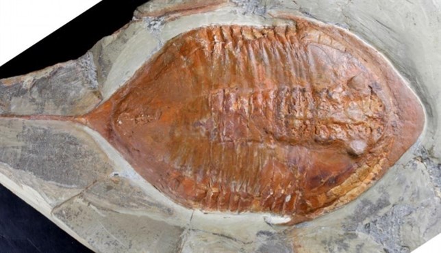 Fósiles de trilobites de hace más de 400 millones de años