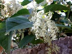 Más de una veintena de entidades públicas y privadas debaten sobre la Fallopia japonica en el Centro de Biodiversidad de Euskadi