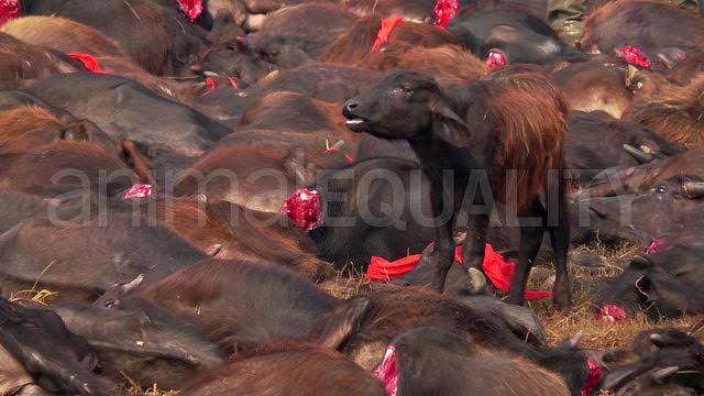 Nepal prohíbe el mayor sacrificio religioso de animales del mundo