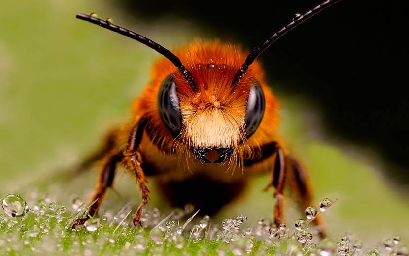 Sesenta pesticidas legales en Europa que ‘fulminan’ a las abejas