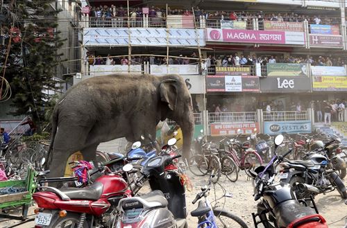 Un elefante ‘desbocado’ destroza 40 casas en la ciudad india de Siliguri
