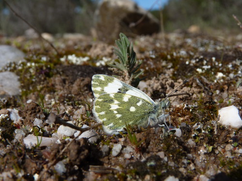 La mariposas se recuperan en Palencia